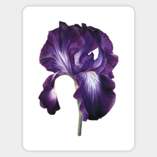 Iris Art Magnet